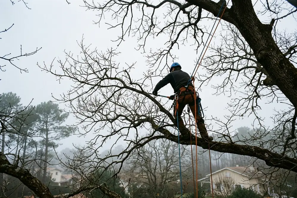 Élagueur en hauteur dans un arbre sans feuilles en hiver