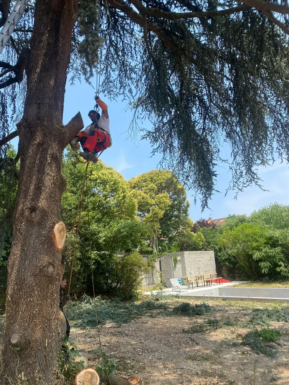 Arboriste grimpeur Helfrick.A en train d'élaguer un cèdre en Gironde