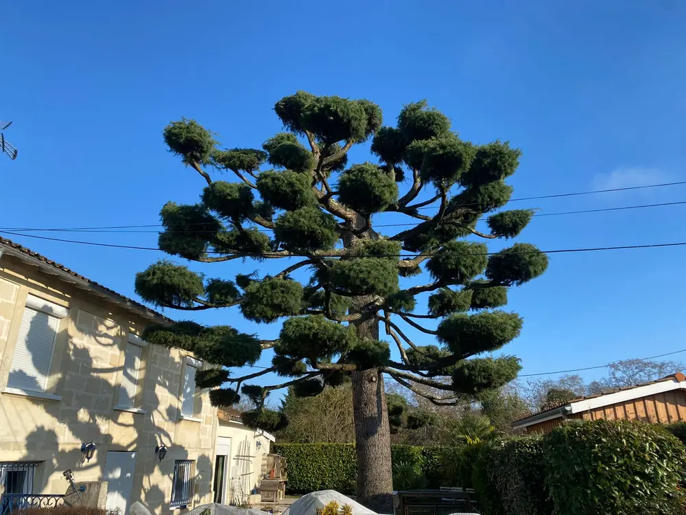 Taille en nuage d'un pin devant une maison en pierre